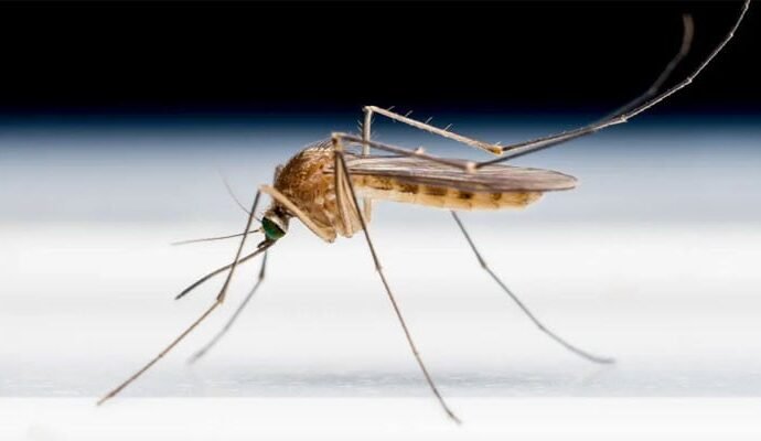 1493725 113046 updates