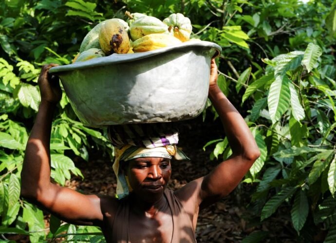 Climate crisis causing food price spikes around the world, scientists say | Climate Crisis News