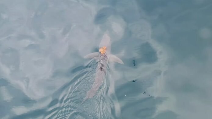 Scientists capture rare sighting of octopus riding shark on camera 24 sharktopus 2