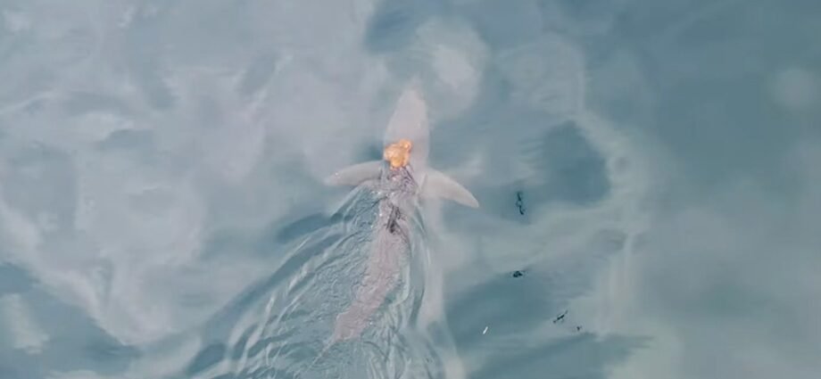 Scientists capture rare sighting of octopus riding shark on camera 1 sharktopus 2