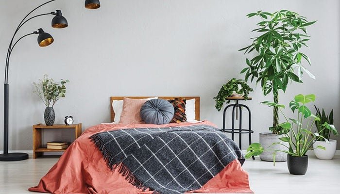 بیڈروم میں لگائے جانے والے بہترین پودے 1 695909 093037 updates