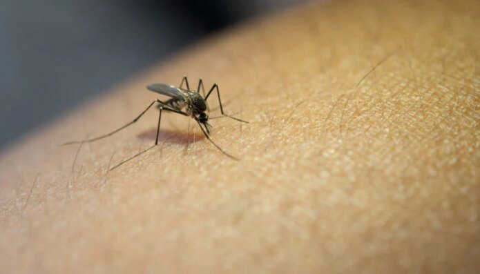 مچھر اپنا شکار کیسے تلاش کرتے ہیں؟ 2 1568036 012837 updates